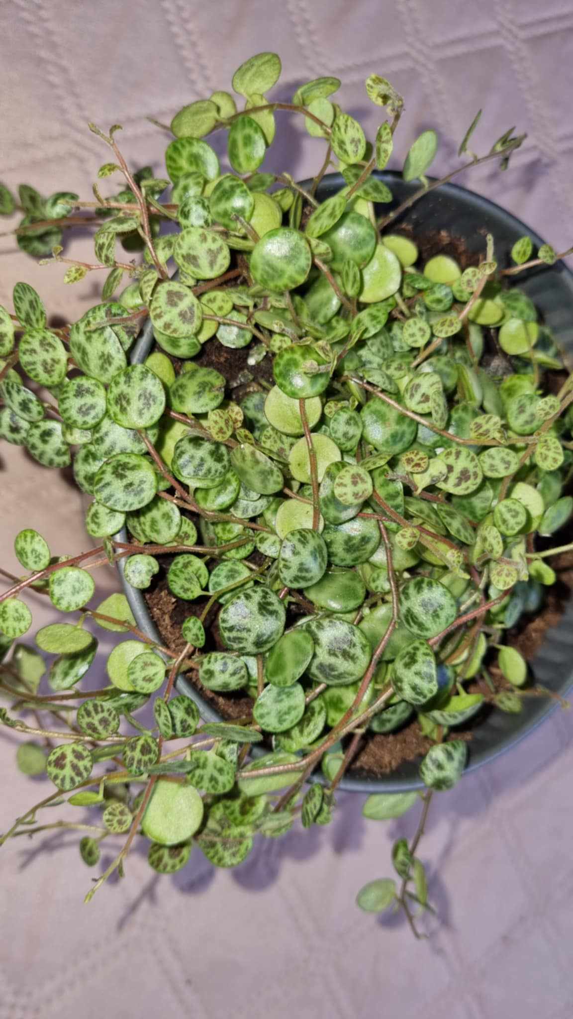 Schildpadplantje
